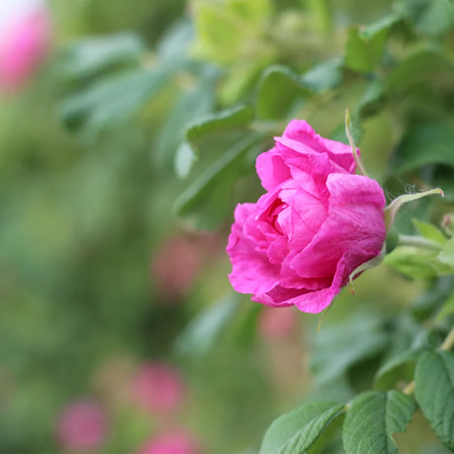Медная канистра дистиллированный натуральный чистый сорт A rose hydrosol 50