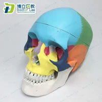 natural size 3 parts human skeleton model plastic skull model with color for medical educational equipment