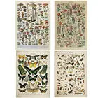 Винтажная энциклопедия Адольфа миллота Картина на холсте бабочки цветы насекомые плакаты и принты настенные картины для домашнего декора