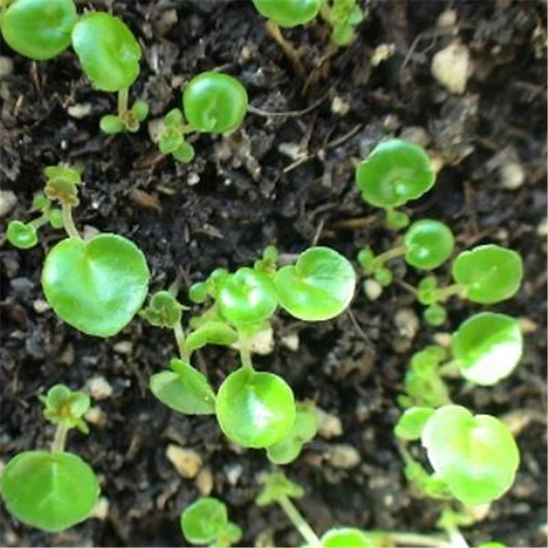 

50Pcs Colorful Begonia Tuberous Seeds Bonsai Home Aromatic Flower Nature Plants Garden Malus Spectabilis Essence Lip Mask A15