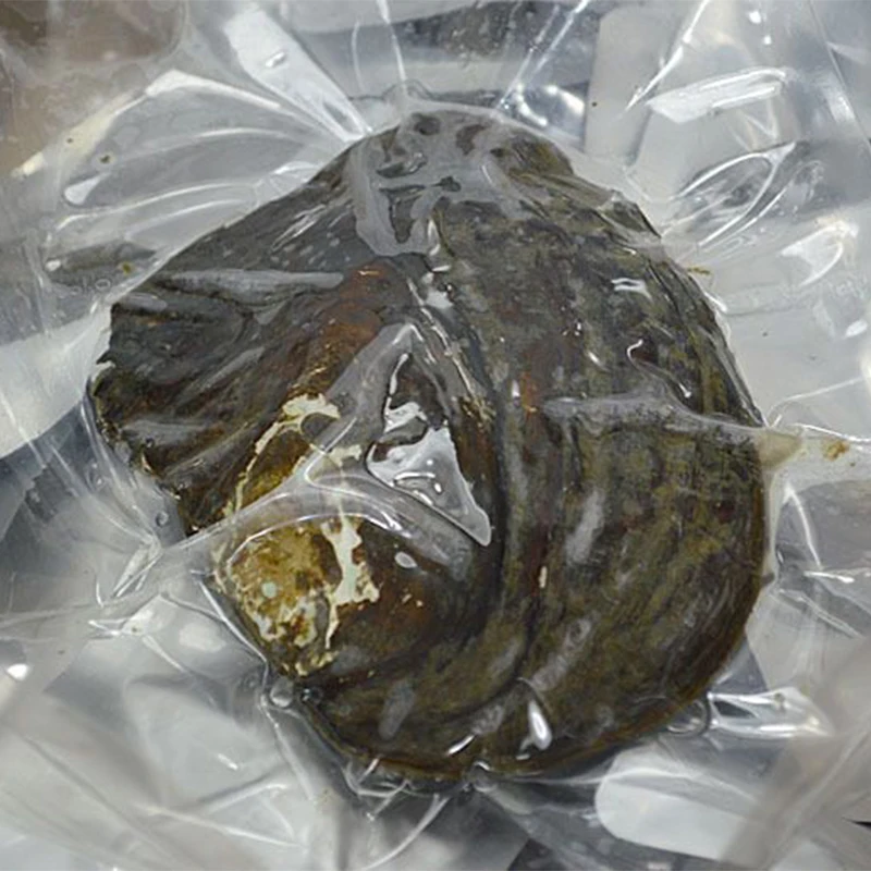 DMKB0055 Большая Вакуумная посылка бусины из натурального пресноводного жемчужная Мидия в виде ракушки Сюрприз подарок