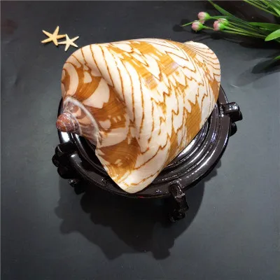 

Natural Conch Children's Toys Landscape Conch Shell Fish Tank Landscaping Decoration Platform Decoration Landscape Conch