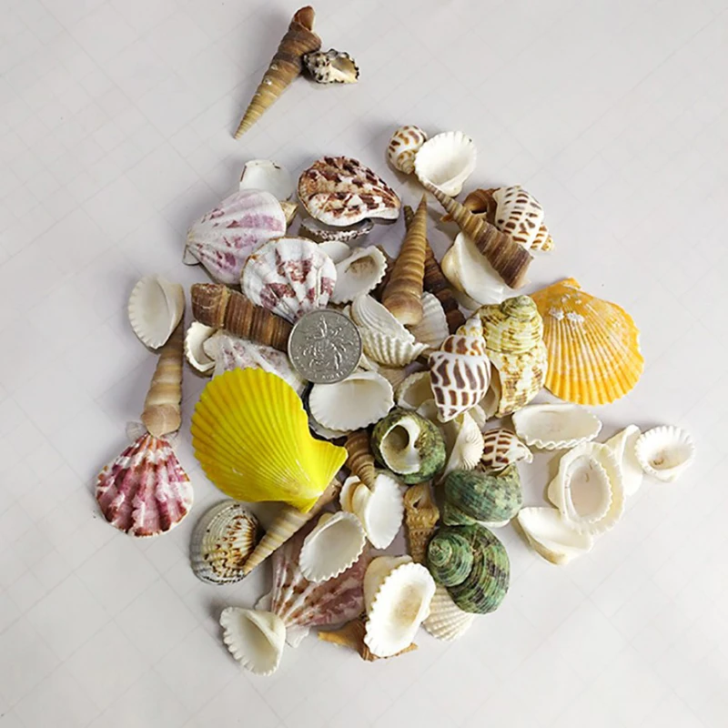 

colore mixed small sea shells aquarium decoration ornaments natural mini conch