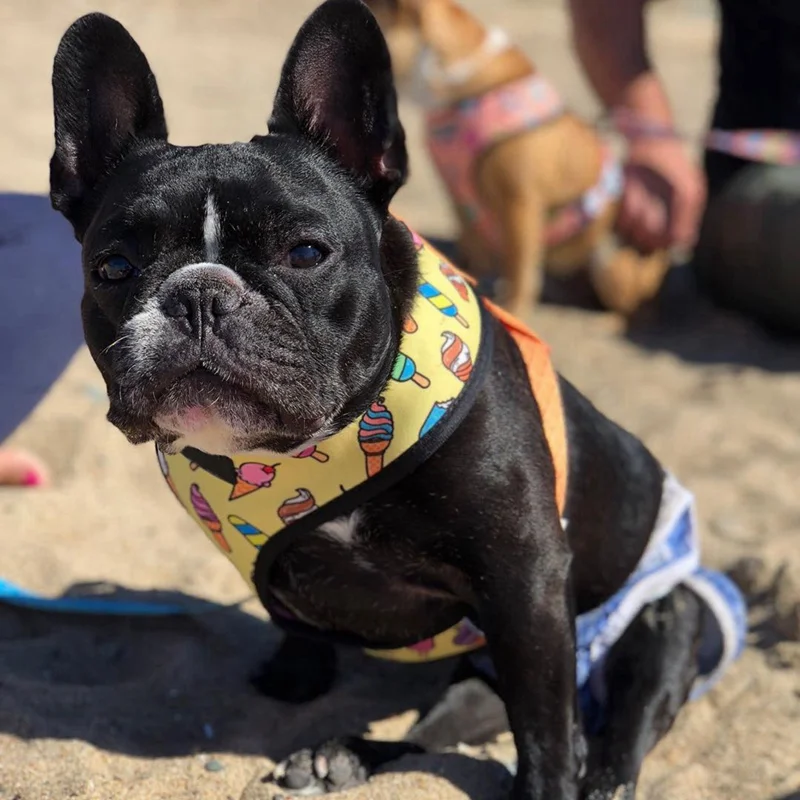 

Pet Harness and Leash Set Small Dogs Vest Breathable Adjustable Pets Outdoor Walking Training