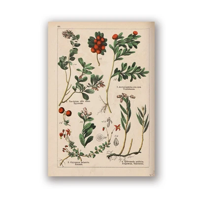 PH5983 Botanical коллекция винтажные плакаты и принты травы 1898s русский язык стены искусства картины холст живопись Домашний Декор стены - Цвет: PH5983