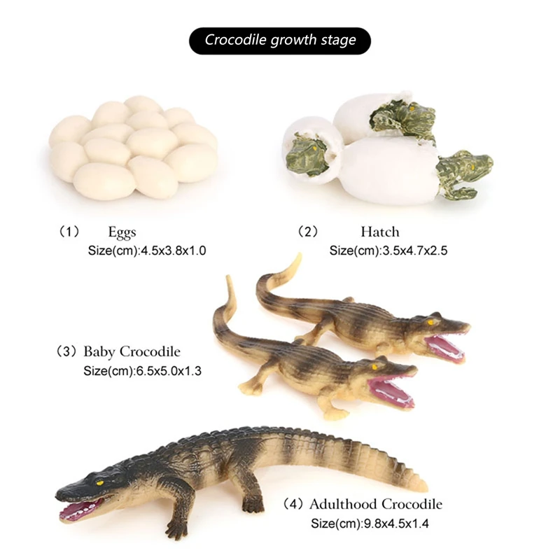Моделирование Аллигатор модель для роста животных жизненный цикл Детское
