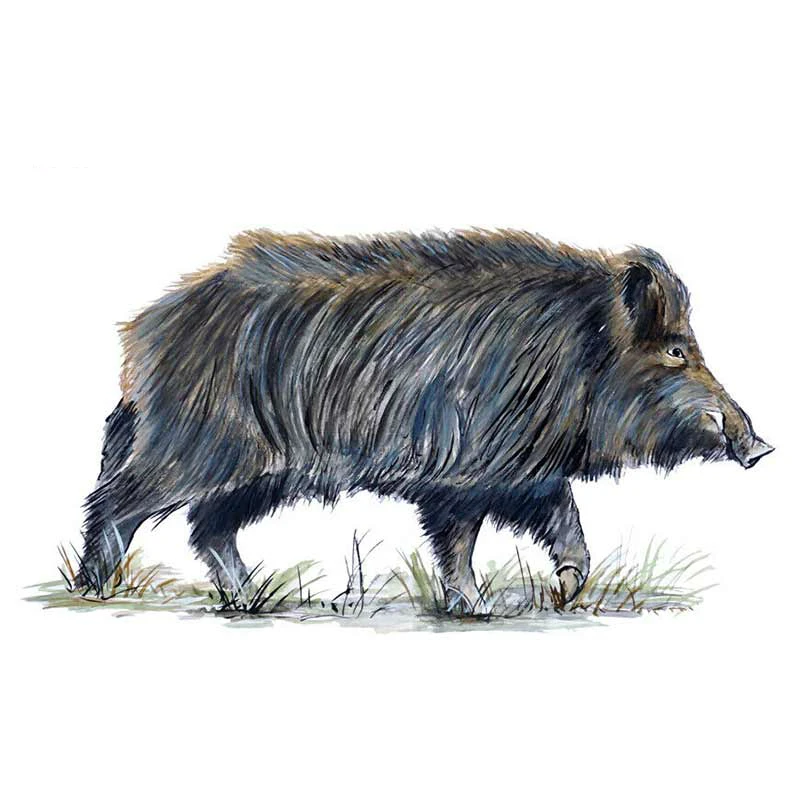 

15cmx10cm Funny boar Vinyl Car stickers Decals Motorcycle Accessories Car-Window Decorative Goods PVC