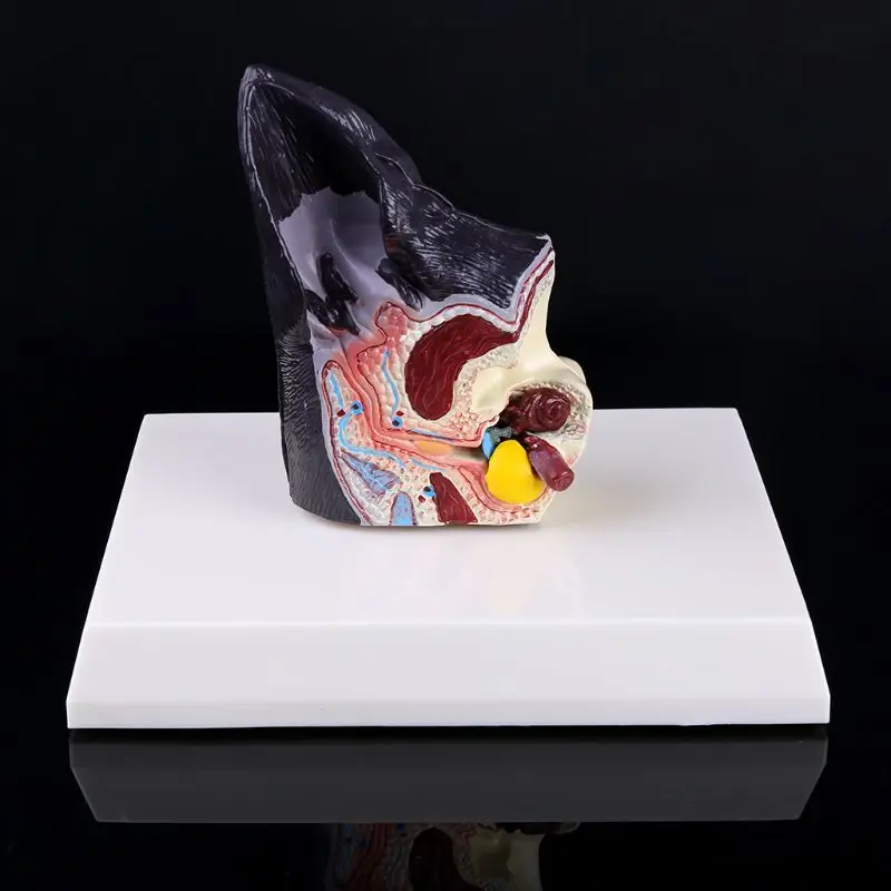 

Dog Ear Lesion Animal Anatomical Model Veterinary Science Aids Teaching Canine Research