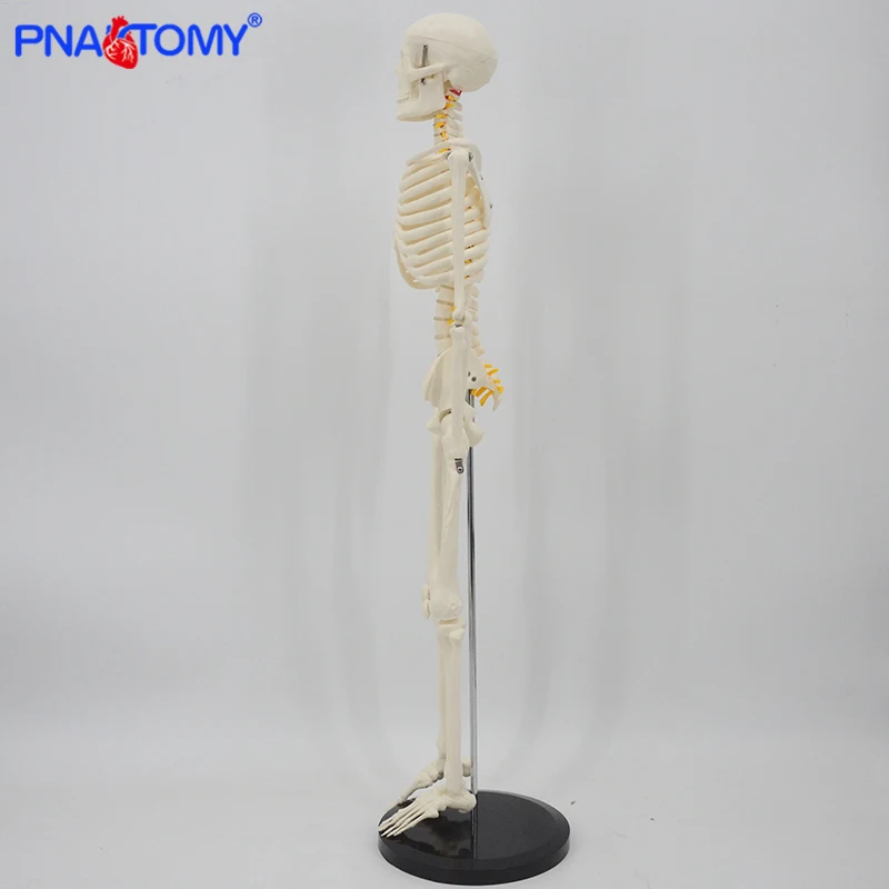 anatomia espinha humana e crânio anatômico