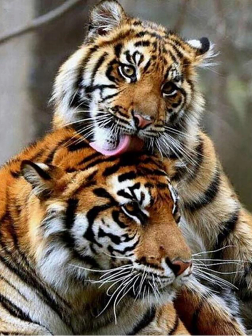 3D Алмазная вышивка крестиком красивый тигр горный хрусталь рукоделие Алмазная вышивка полностью Алмазная декоративная вышивка BJ519 - Цвет: BJ519-1