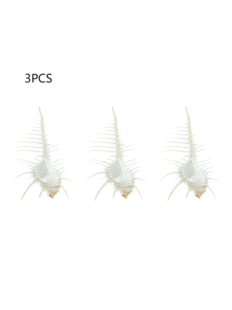 7-12 см в виде раковины для Индийского океана натуральный мурекс окаменевшая