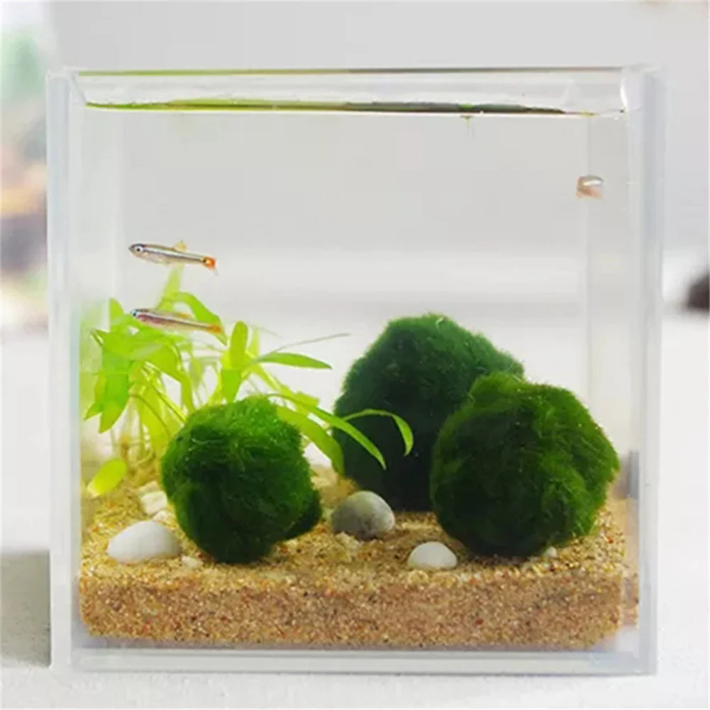 

Japan Genuine Aquarium Ball Landscaping 1cm Chlorella Algae Marimo Happy Environmental Green Seaweed Ball EZLIFE PT0305