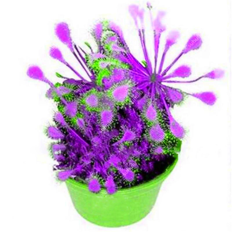 

50Pcs colorful Succulent Plants Seeds Garden Home Purify The Air Fragrance Flower Fruits Essence Moisturizing Lip Balm 8YC-K