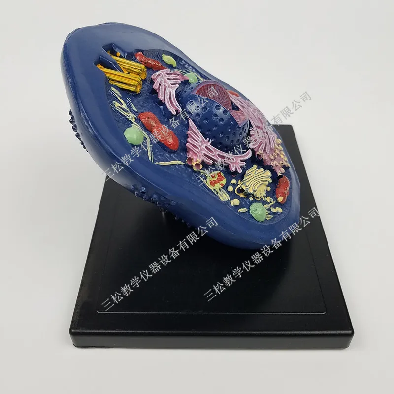 Животная клеточная модель микроструктура анатомическая средняя школа