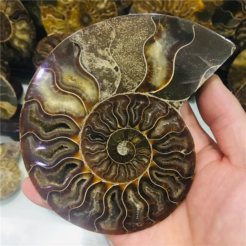 AAA + 600 г натуральный аммонит PRETTY NAUTILUS мадагаскарский ископаемый Цвет Бесплатная