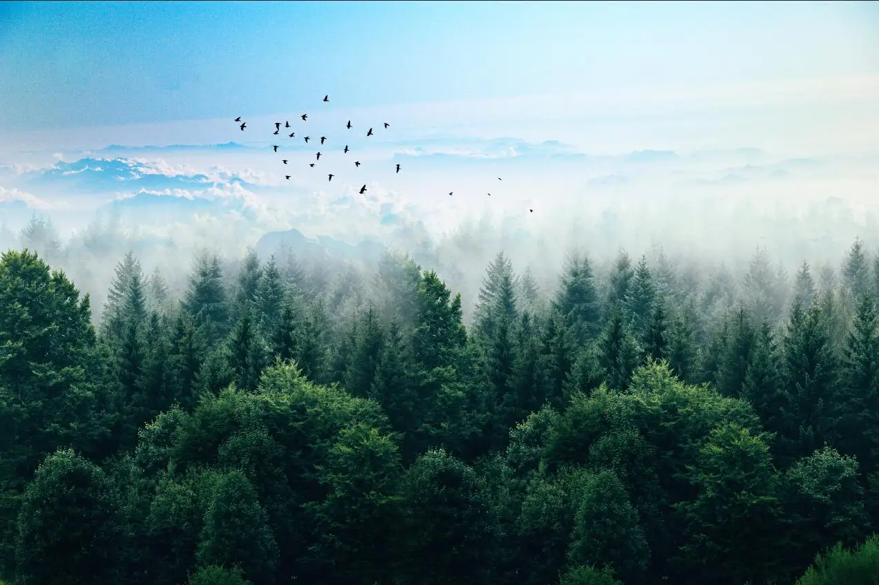 птицы лес туман. лес в тумане птицы. мрачный лес обои. верхушки деревьев. мрачный лес.