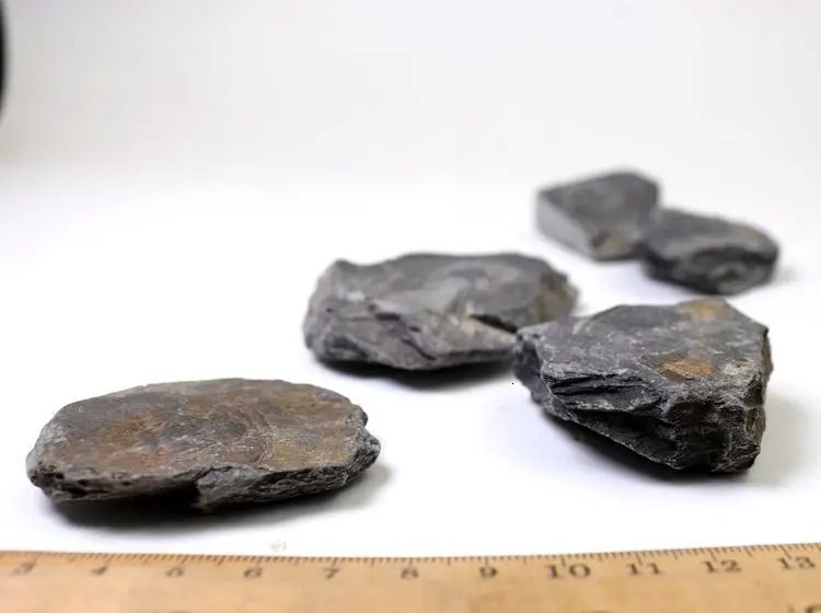 Палеоленус лантеноиси трилобиты окаменелые гуаньшань Биота Polular Science Fidelity Fossil