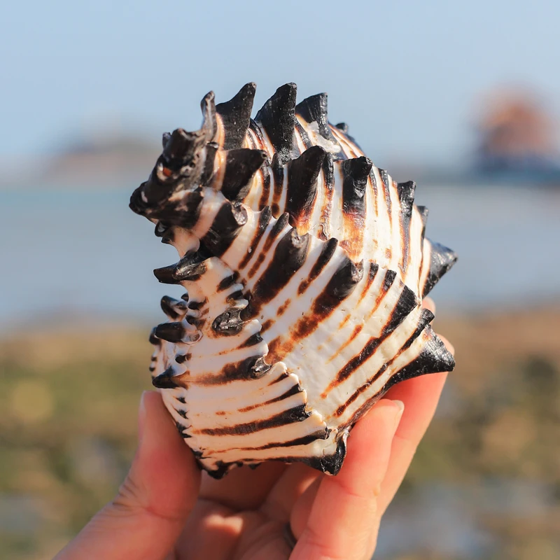 

Natural Snail Shell US Black Murex Black Zebra Bone Specimen Conch Sea Shells Nautical Home Ornaments Aquarium Landscape Gifts