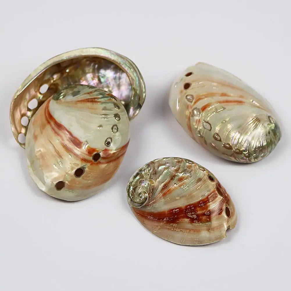 Натуральная сафлоровая Морская раковина аквариум ландшафтное украшение для