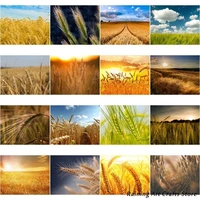 5d diy diamond painting harvest season wheat ears embroidery full round square drill cross stitch kits mosaic picture home decor