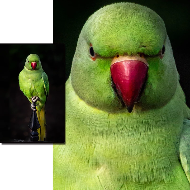 Холст печать плакаты зеленый попугай kingfisher картина HD гостиная стены искусства