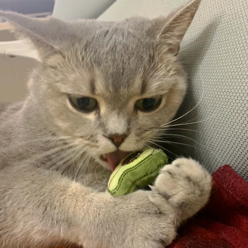 

Avocado Catnip Toy Cat Toy With Real Catnip Fillings