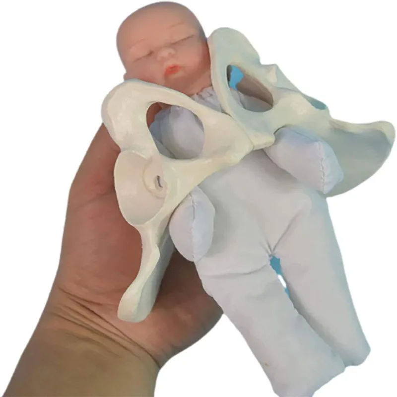

Female Pelvis Childbirth Model Mini Female Pelvis And Baby Model Midwifery Training Model for Study Medical Teaching Aids
