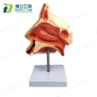 natural size anatomy model of nasal cavity human circulatory system good quality medical supplies for medical students learning