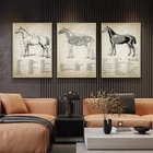 Винтажная живопись лошади, холст, плакаты и принты, Анатомия лошади, иллюстрация, Настенная картина для конного спорта, украшение для дома