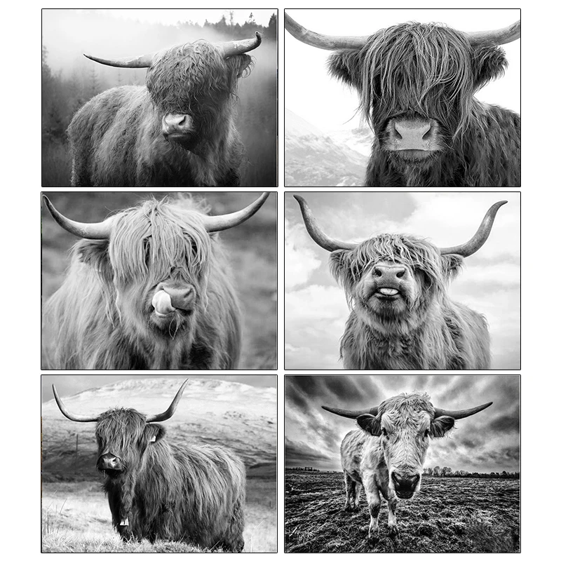 

AMPHIBOLE 5D DIY Diamond Embroidery Highland Cow Full Square Diamond Painting Cross Stitch Black White Animals Mosaic Home Decor