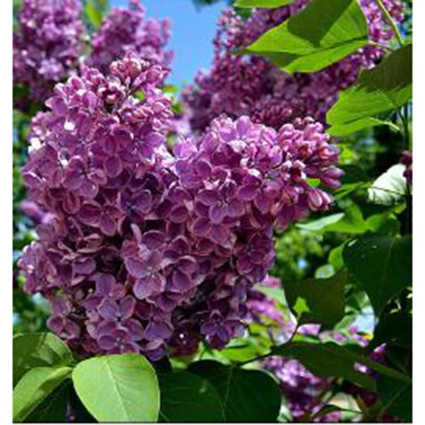 

Diamond Painting 5D DIY Square/Round Diamond Flower Painting Green Leaf Purple Flower Beauty Picture Cross Stitch Decor TX667