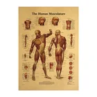 Иллюстрация человеческого тела-мышечная ткань крафт-бумага Ретро плакат классная комната музей декоративная картина