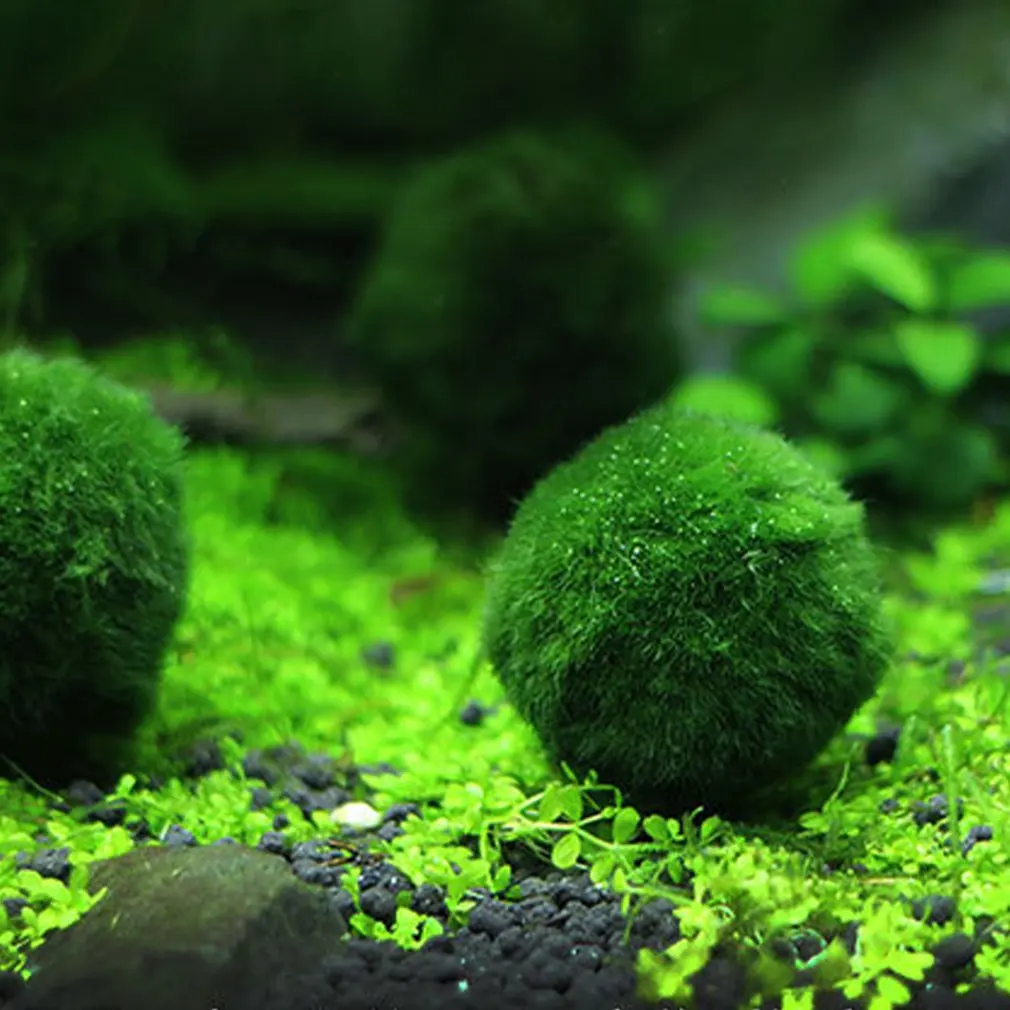 

Authentic Aquarium Ball Landscaping Happy Green Environmental Fish Tank Decoration Water Plants Seaweed Water Tank Plants