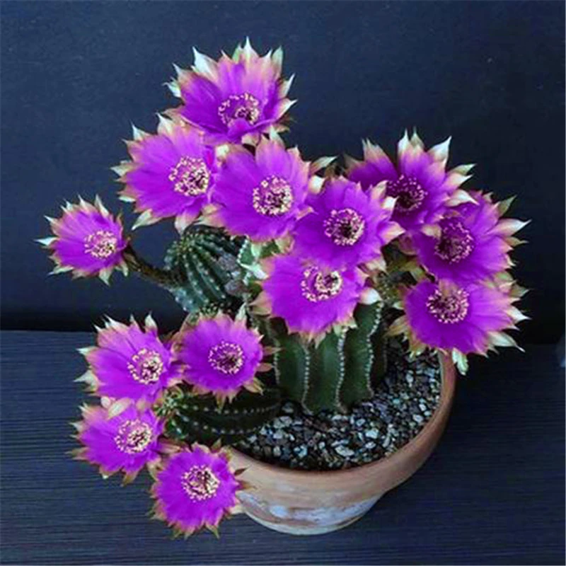 

50Pcs Succulent Plants Seeds Garden Nature Euphorbia Obesa Plants Home Rare Cactus Flower Bathroom Cabinet HZ-v2