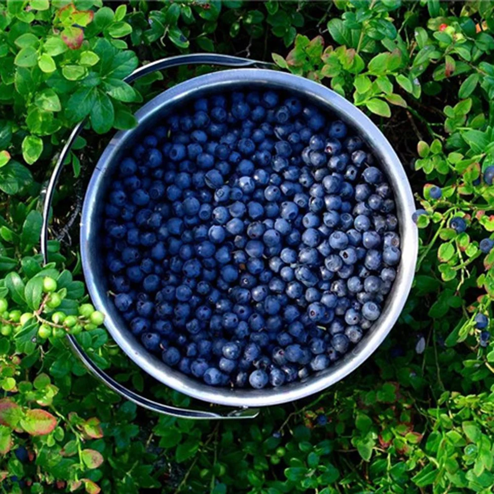 50 шт./компл. искусственные черники имитация поролона фруктов реквизит для