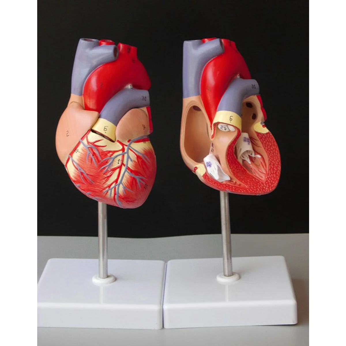 Человеческое сердце анатомическая Учебная модель внутренние власти медицина