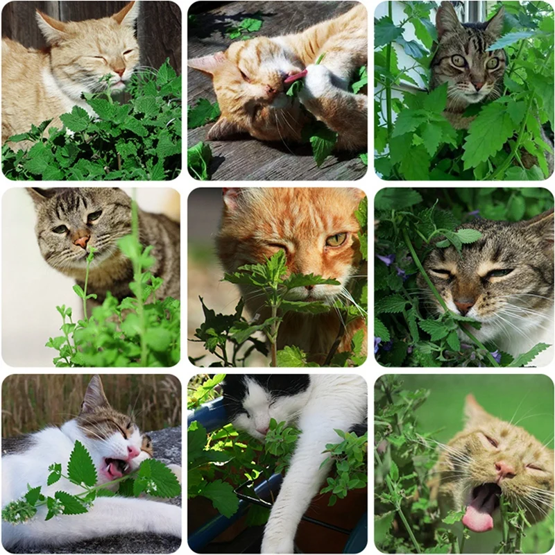 Котенок закуски для удаления волосяных шаров сухой натуральная кошачья мята