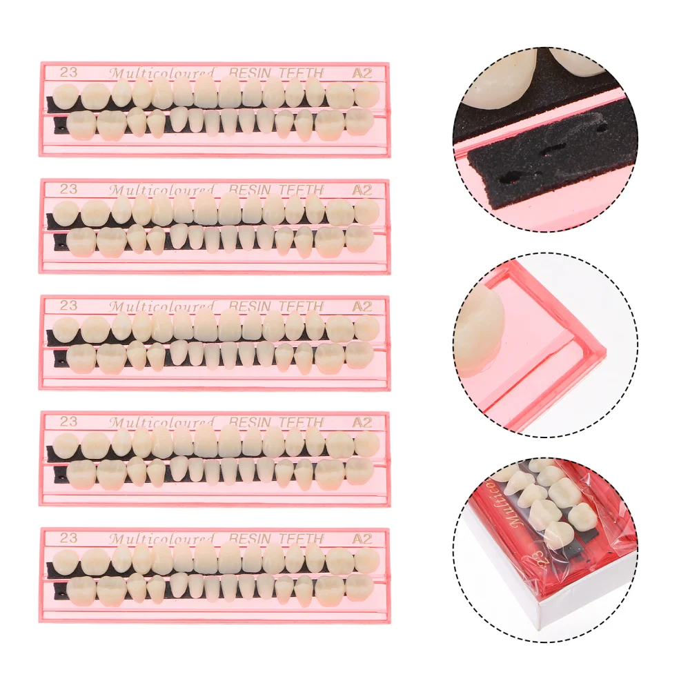 

1 Set Demonstration Teeth Model Standard Teaching Teeth Education Model