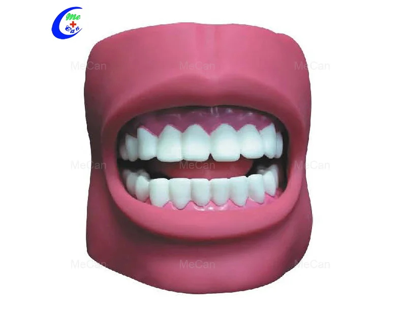 

Hospital School Medical Dental Care Model Dental Anatomical Tooth Model