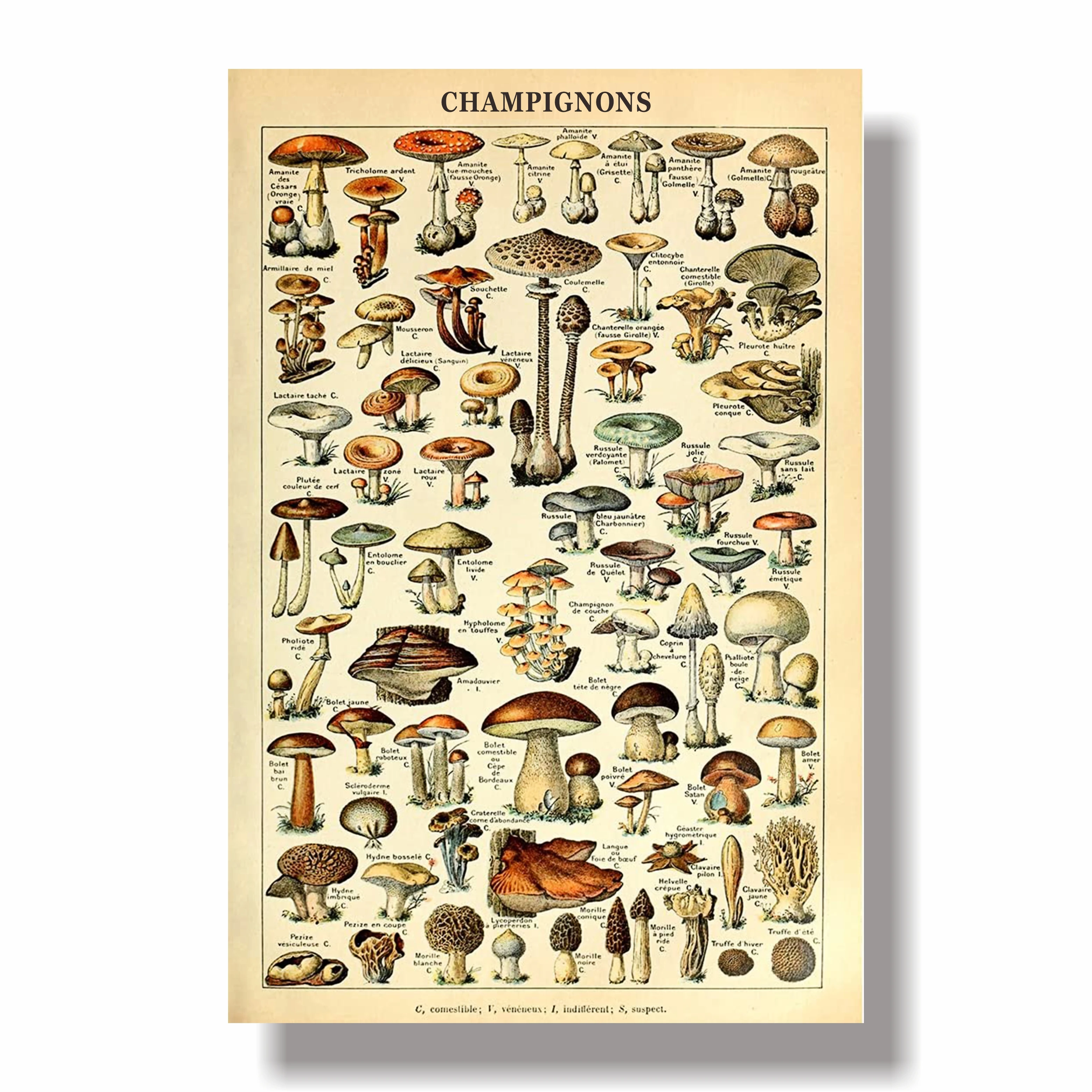 

Vintage Poster Print Mushrooms Champignons Identification Reference Chart Diagram Illustration Botanical Educational Wall Decor