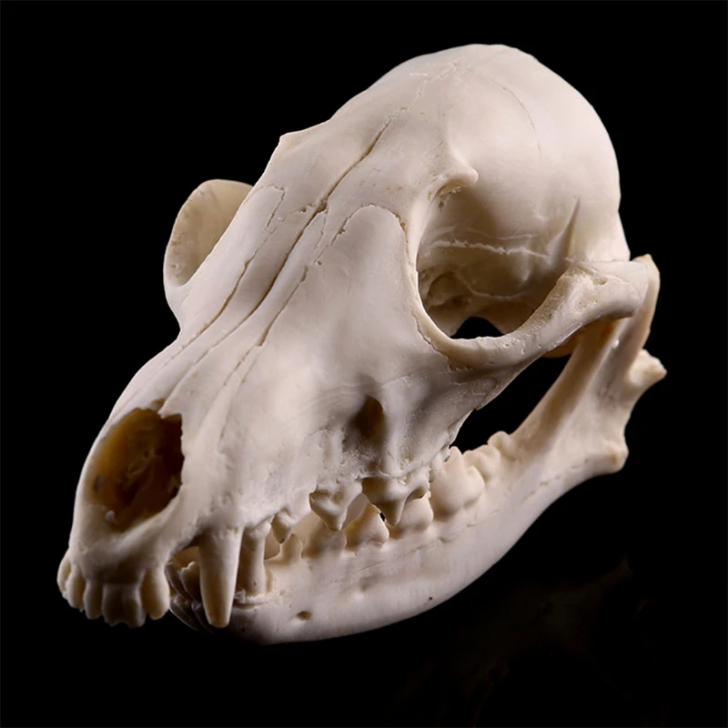 

Realistic Bones Skull Head Resin Skeleton Specimen Model Halloween Props Horrible Supplies Home Decor