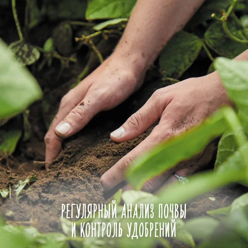 Gerber Organic фруктово-овощное органическое пюре Яблоко и свекла с 5мес 125г - купить по