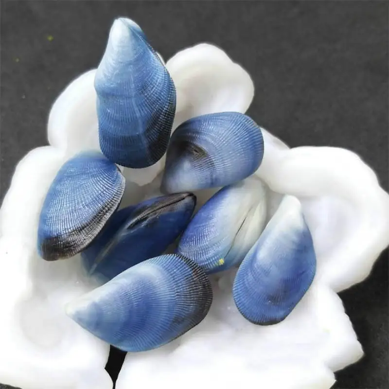 

naturally seashells 2- 3 cm blue mussel black patches small seashells