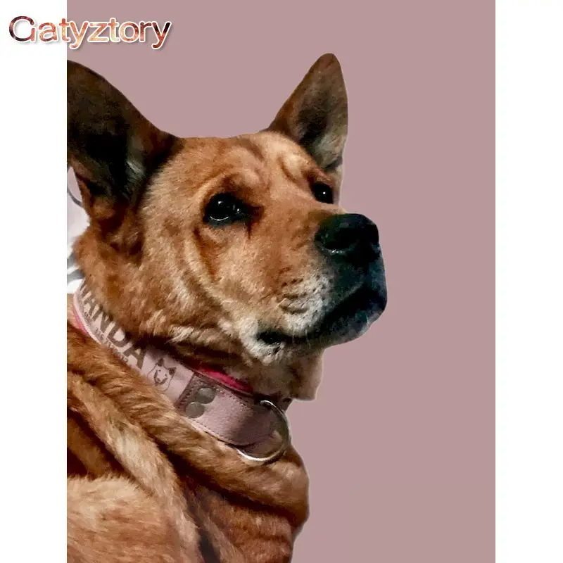 

GATYZTORY Paint By Numbers Kits Brown Dog Animal Picture By Number Handmade DIY Gift 40x50 Framed On Canvas Home Decor Art