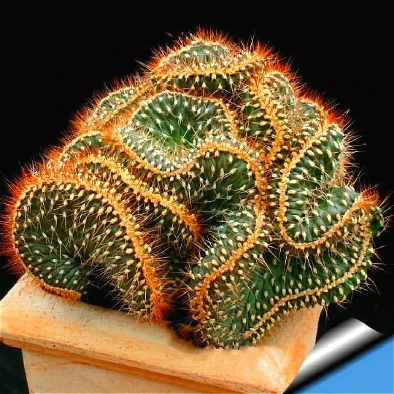 

50Pcs Flower Cactus Seeds Bonsai Vegetables Bathroom Cabinet Natural Rare Plant Garden Home Furniture GU6-K