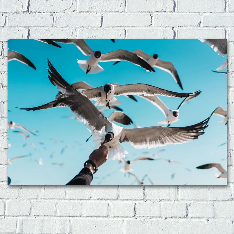 

Animal Seagull Bird Sky Clouds Paintings Wall Art Posters Canvas Prints For Living Room Decor