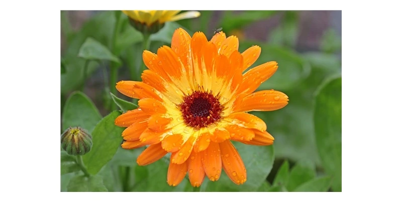 Seedssun aynсобой SAFA BLOSSOM*(Календула офисная