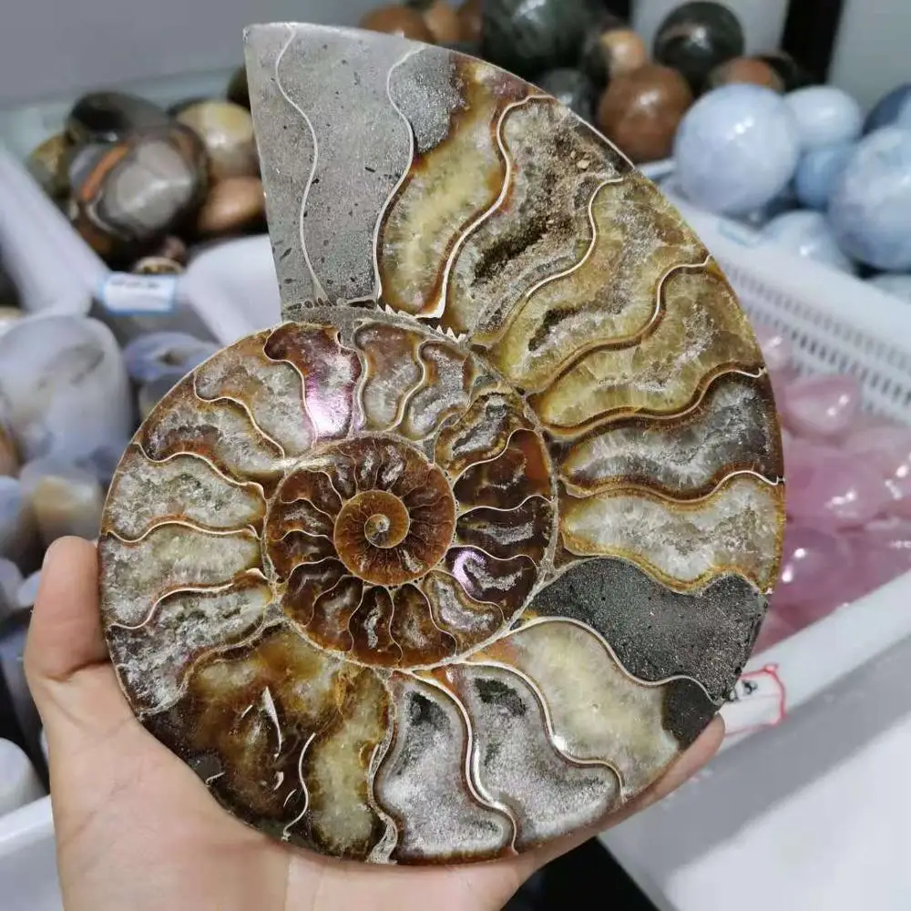 Madagascar ammonite natural stone mineral specimen