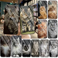 pet maine coon cat diy printing phone case cover shell tempered glass for iphone 11 pro xr xs max 8 x 7 6s 6 plus se 2020 case