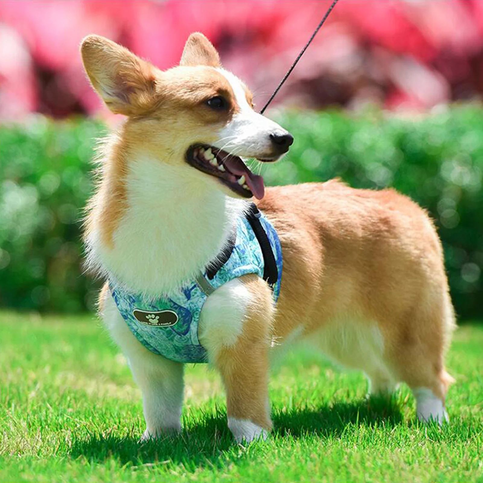 

2021New Dog Harness Vest Collar with Leash Set Pet Walking Harness Adjustable Cat Reflective for Puppy Small Medium Large Dog